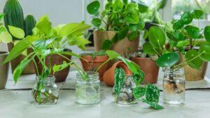 nhân giống cây cảnh bằng chiết