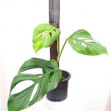 nhân giống cây cảnh bằng chiết
