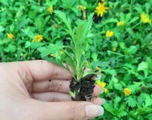 kỹ thuật nhân giống cây cảnh