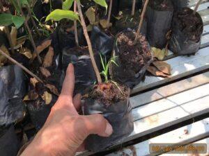 nhân giống cây cảnh bằng giâm cành