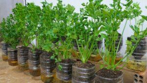 nhân giống cây cảnh bằng khí canh