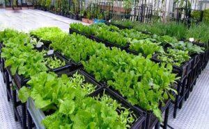nhân giống cây cảnh bằng mô cấy