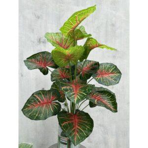 nhân giống cây cảnh bằng mô cấy