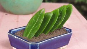 nhân giống cây cảnh bằng thủy canh
