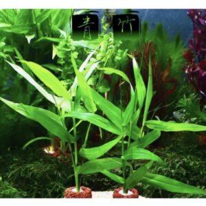 nhân giống cây cảnh bằng thủy canh