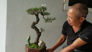 nhân giống cây cảnh bonsai