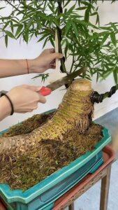 nhân giống cây cảnh bonsai