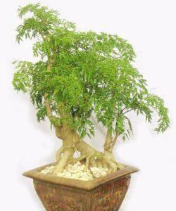 nhân giống cây cảnh bonsai