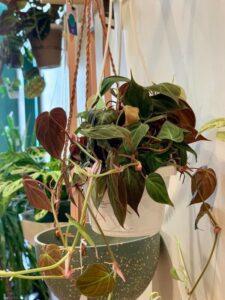 nhân giống cây cảnh chậu treo