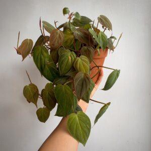 nhân giống cây cảnh chậu treo