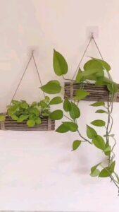 nhân giống cây cảnh chậu treo