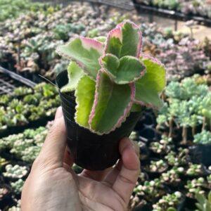 nhân giống cây cảnh chuyên sâu