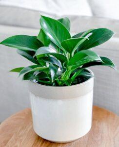 nhân giống cây cảnh chuyên sâu