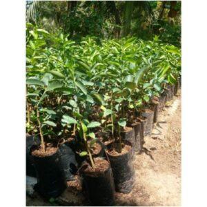 nhân giống cây cảnh chuyên sâu