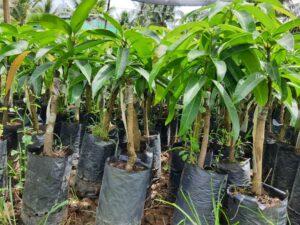 nhân giống cây cảnh chuyên sâu