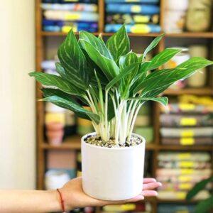 nhân giống cây cảnh để bán