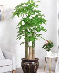 nhân giống cây cảnh hybrid