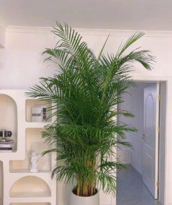 nhân giống cây cảnh indoor