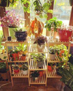 nhân giống cây cảnh indoor garden