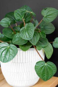 nhân giống cây cảnh indoor garden