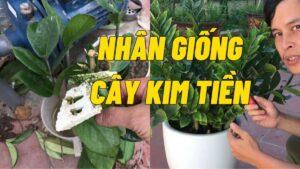 nhân giống cây cảnh kinh doanh