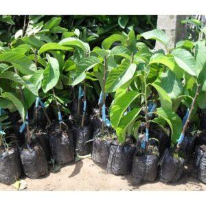 nhân giống cây cảnh kinh doanh