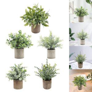 nhân giống cây cảnh mini