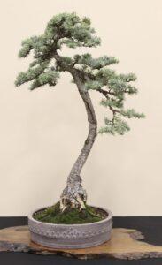 nhân giống cây cảnh mini