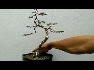 nhân giống cây cảnh mini bonsai