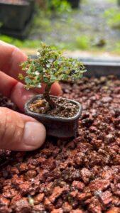 nhân giống cây cảnh mini bonsai