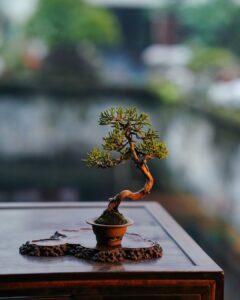 nhân giống cây cảnh mini bonsai