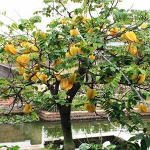 nhân giống cây cảnh phong thủy