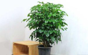 nhân giống cây cảnh phong thủy