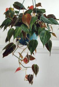 nhân giống cây cảnh rare plant