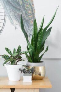 nhân giống cây cảnh rare plant