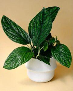 nhân giống cây cảnh rare plant
