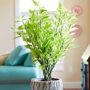 nhân giống cây cảnh tại nhà