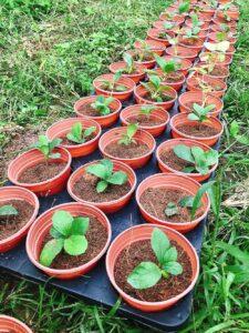 nhân giống cây cảnh tại nhà