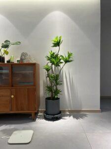 nhân giống cây cảnh trang trí nhà phố