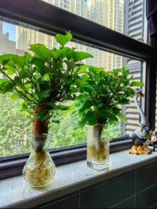 nhân giống cây cảnh từ cây mẹ