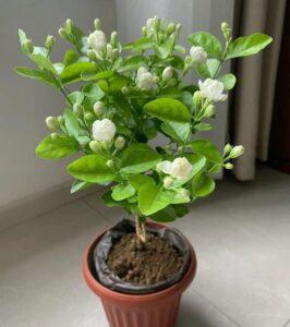 nhân giống cây cảnh từ cây mẹ