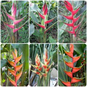 phương pháp nhân giống cây cảnh