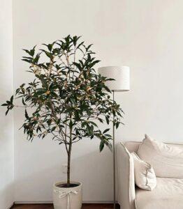 cach-lau-cay-trong-nha