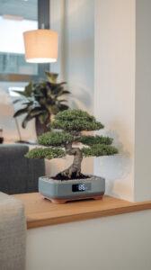 cay-bonsai-noi-that