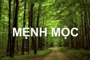 cay-hop-nguoi-menh-moc