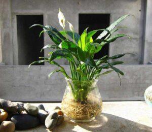 cay-thuy-sinh-de-cham