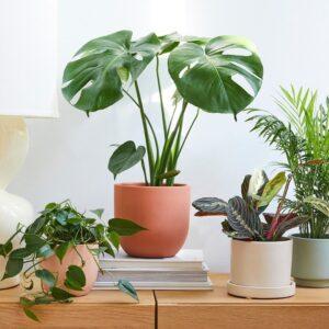 cham-soc-la-cay-kieng