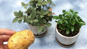 lam-sach-la-cay-tu-nhien